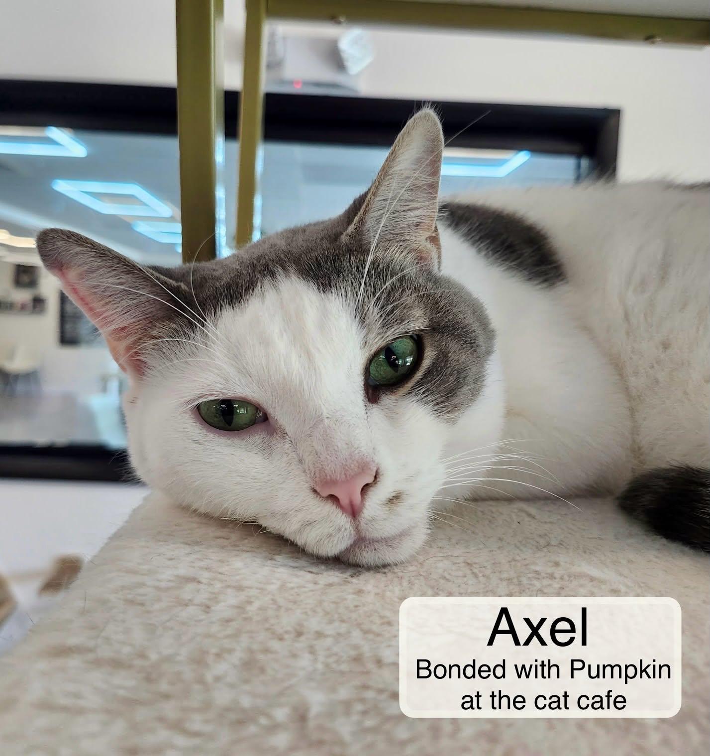 Enlarge Axel & Pumpkin at Luna Cat Collective, a Adoptable Domestic Short Hair in Ellicott City, MD image 3/5