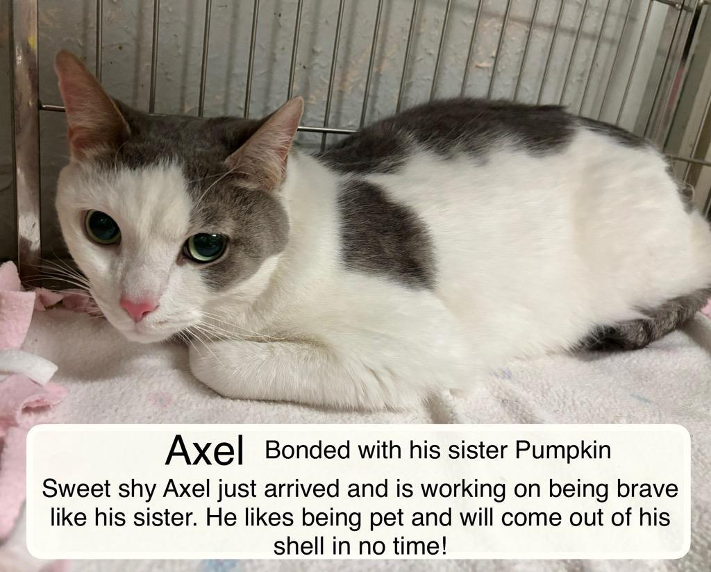 Axel & Pumpkin at Luna Cat Collective, Adoptable, Adult Male Domestic Short Hair.