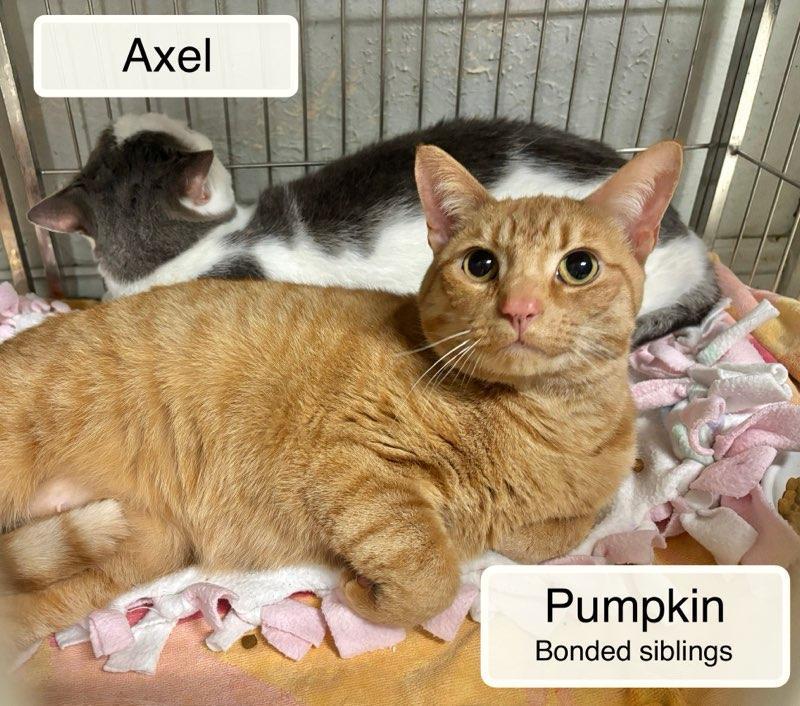 Axel & Pumpkin at Luna Cat Collective, a Adoptable Domestic Short Hair in Ellicott City, MD image 3/6