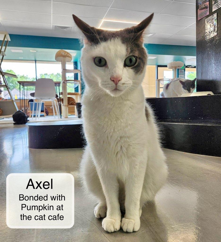 Axel & Pumpkin at Luna Cat Collective, a Adoptable Domestic Short Hair in Ellicott City, MD image 4/4