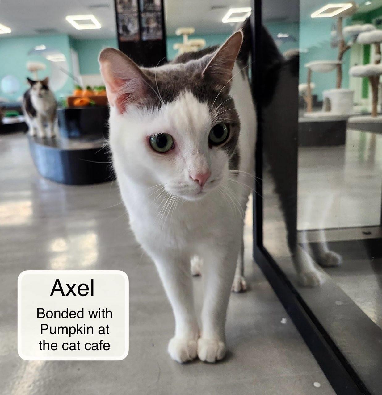 Axel & Pumpkin at Luna Cat Collective, a Adoptable Domestic Short Hair in Ellicott City, MD image 3/4