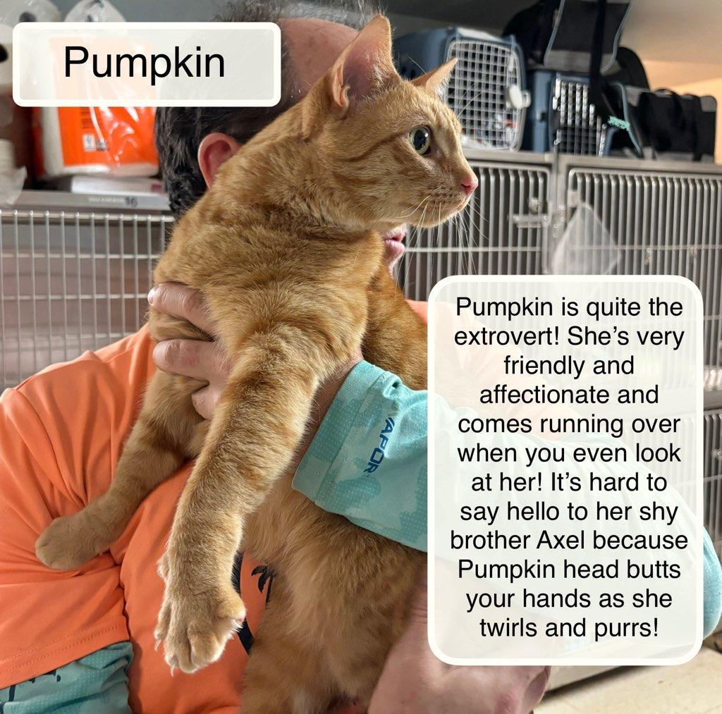 Axel & Pumpkin at Luna Cat Collective, a Adoptable Domestic Short Hair in Ellicott City, MD image 4/6