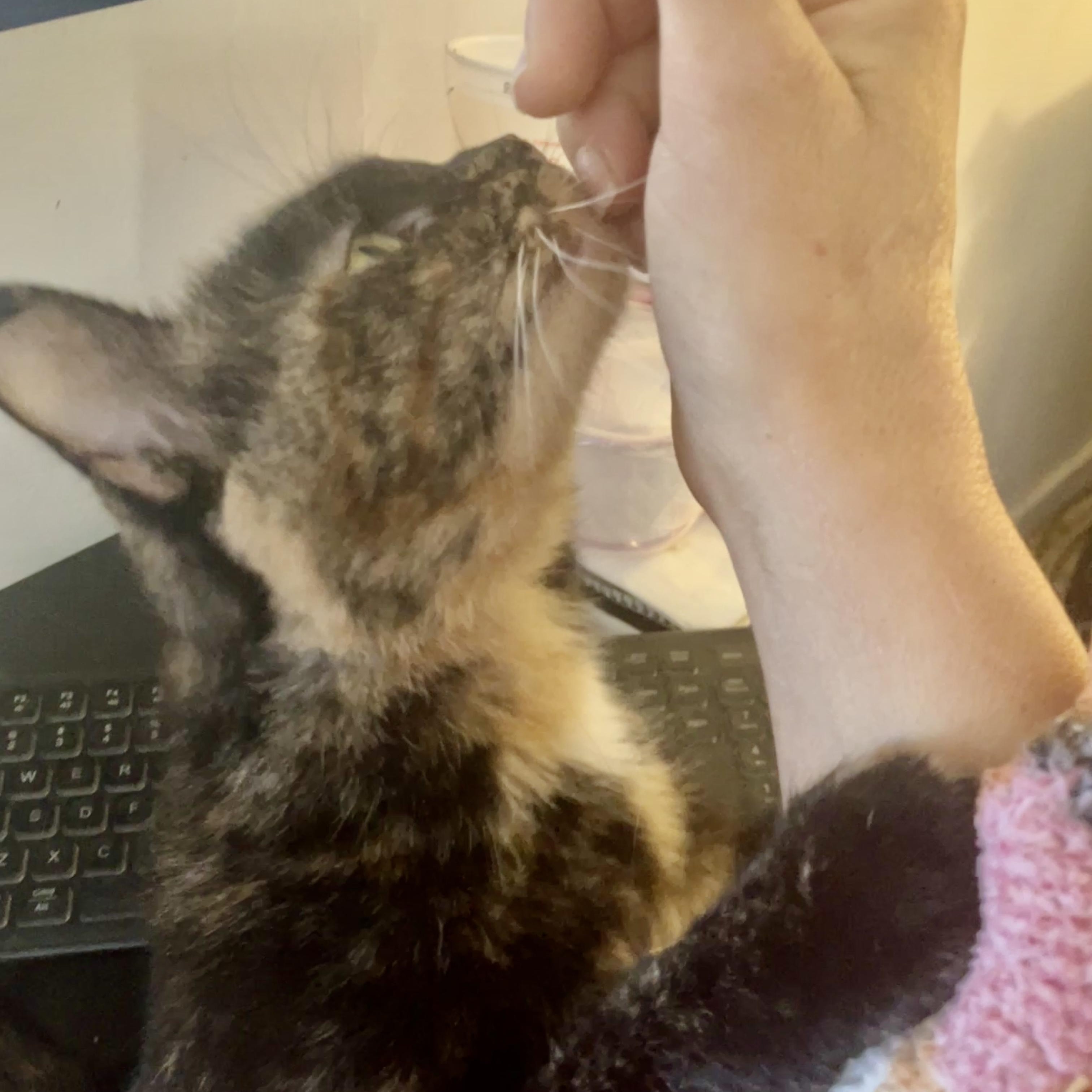 Macie-Maple, Adoptable, Adult Female Domestic Short Hair.