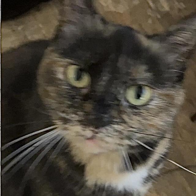 Enlarge Macy, a Adoptable Domestic Short Hair in Detroit, MI image 1/5