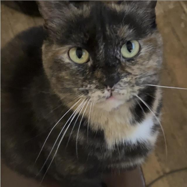 Enlarge Macy, a Adoptable Domestic Short Hair in Detroit, MI image 4/5