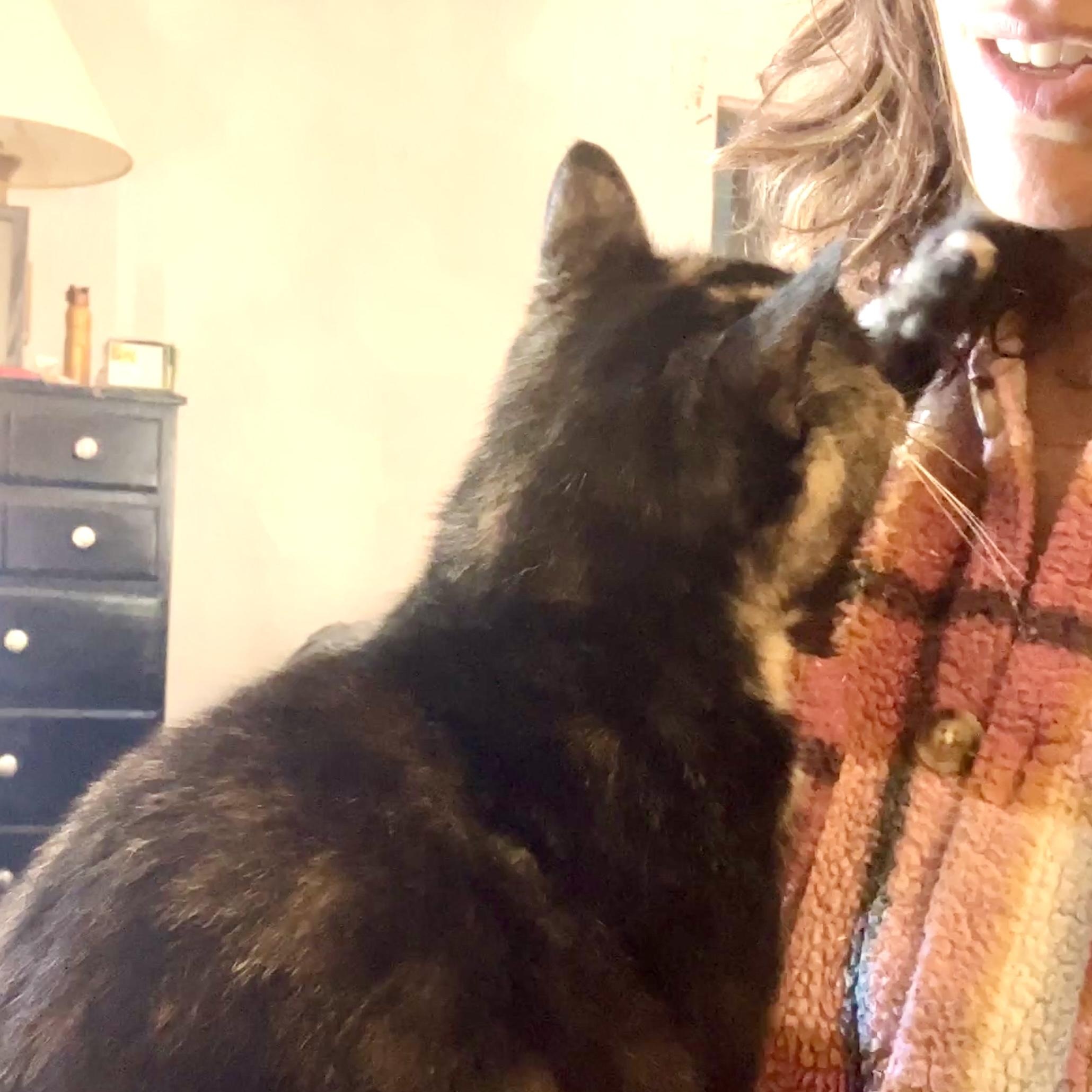 Enlarge Macy, a Adoptable Domestic Short Hair in Detroit, MI image 5/5