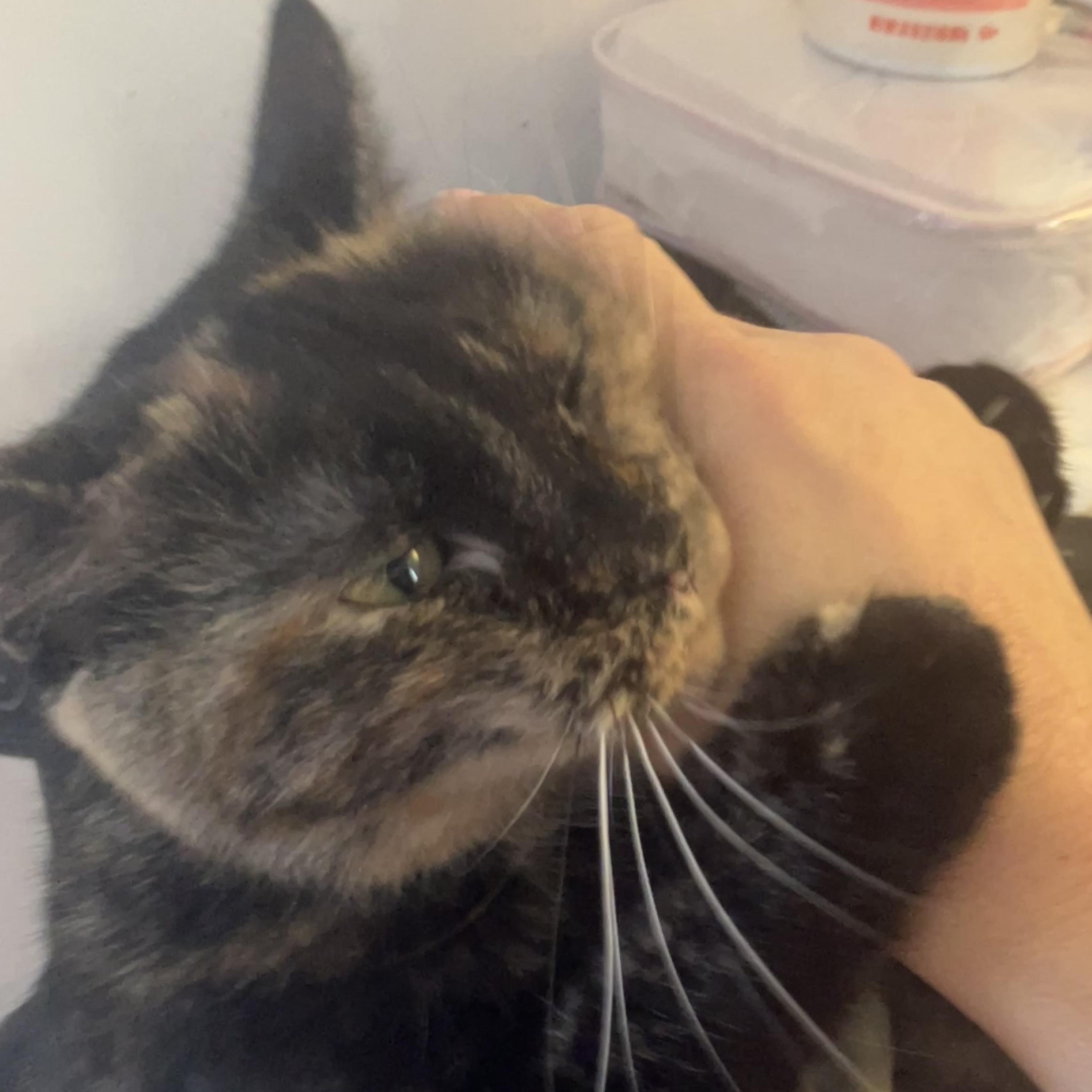 Enlarge Macy, a Adoptable Domestic Short Hair in Detroit, MI image 2/5