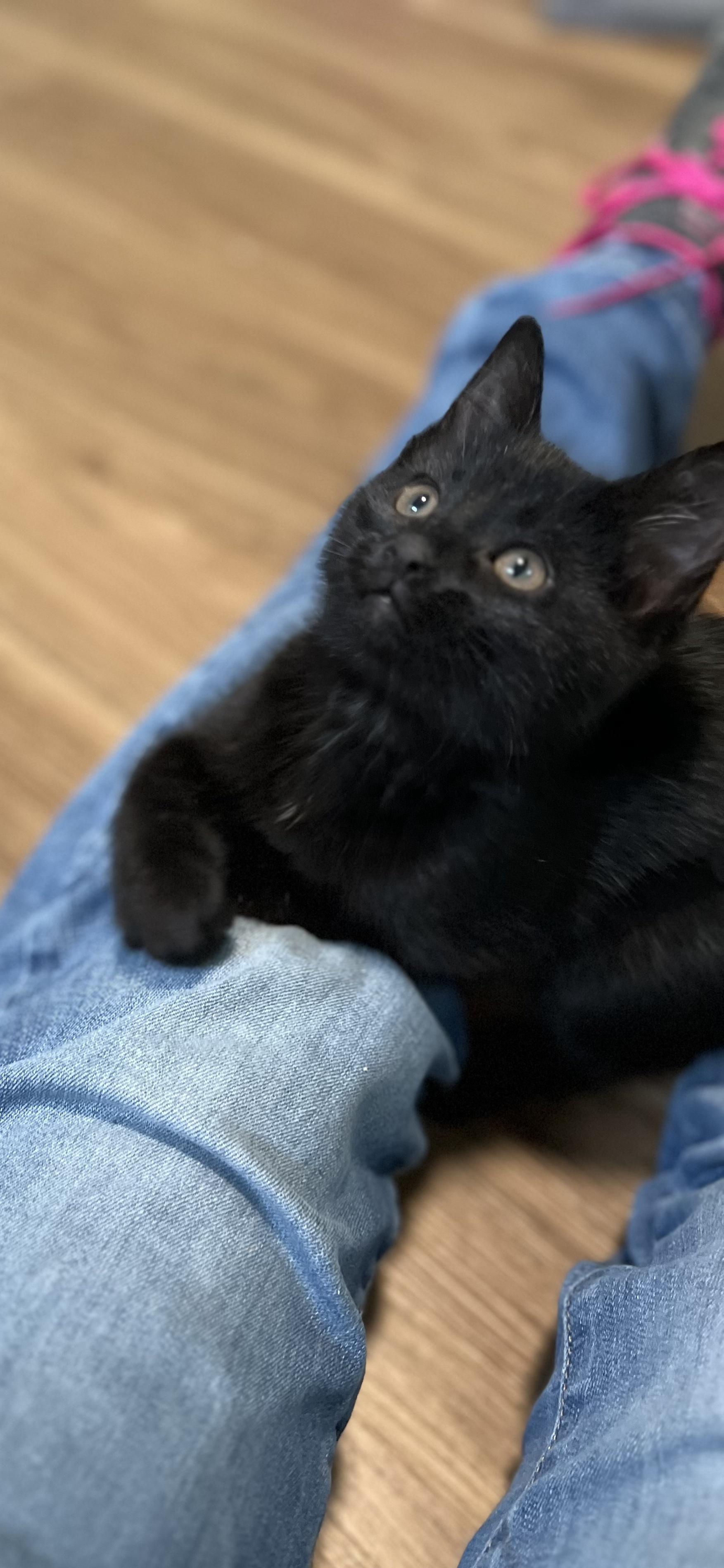 Beauty, adopted, Kitten Female Domestic Short Hair.