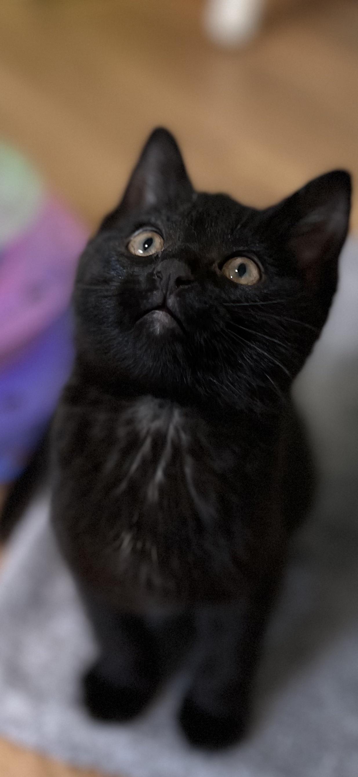 Beauty, an adopted Domestic Short Hair in Holland, MI image 4/4