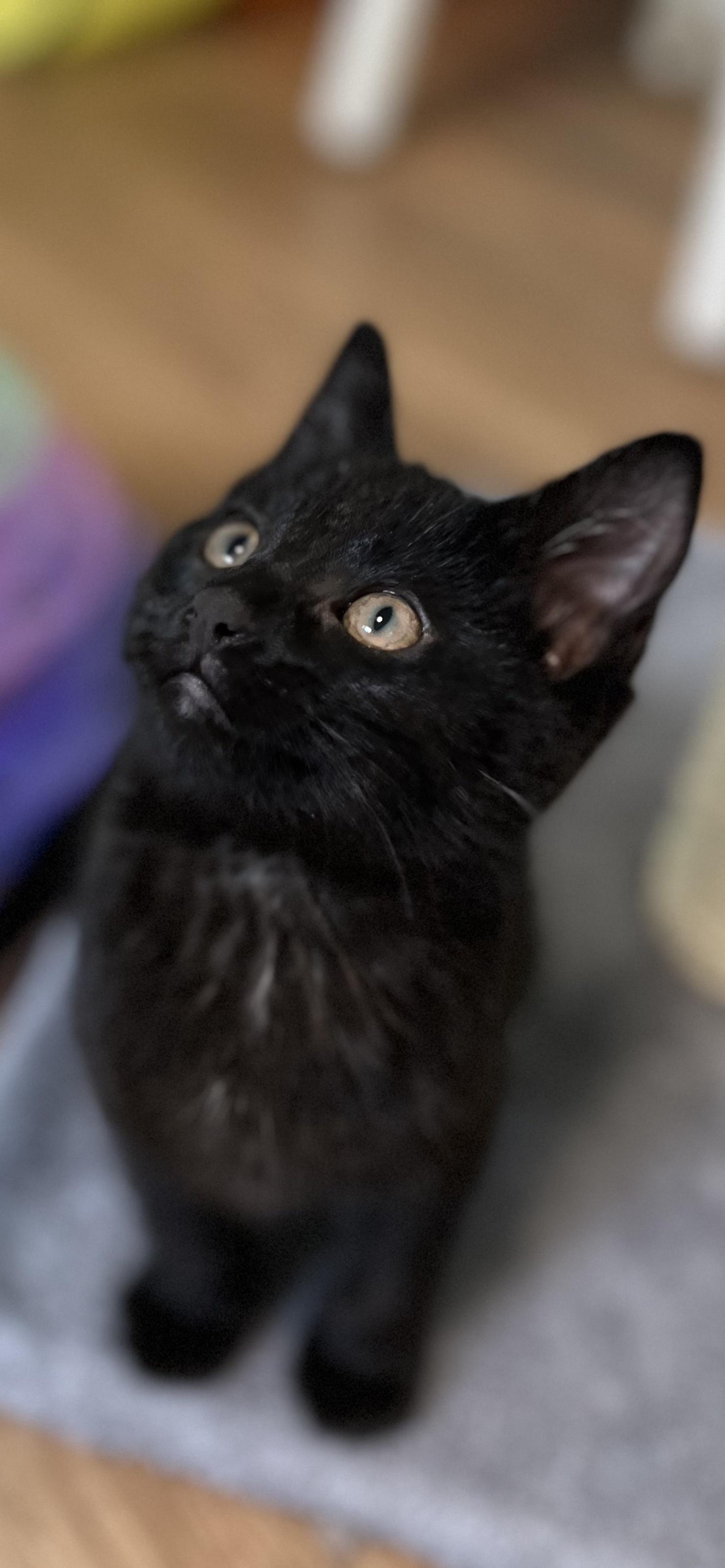 Beauty, an adopted Domestic Short Hair in Holland, MI image 3/4