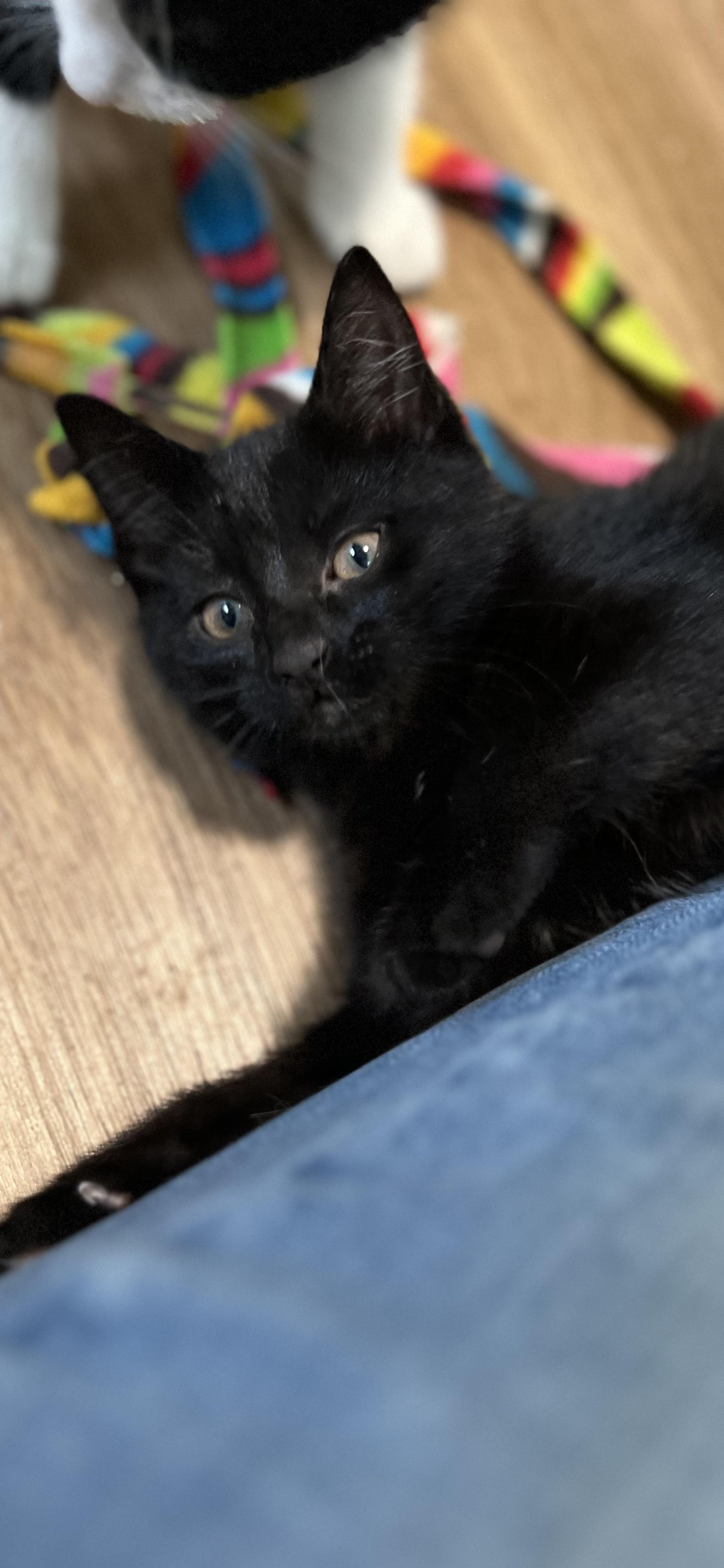 Beauty, an adopted Domestic Short Hair in Holland, MI image 2/4