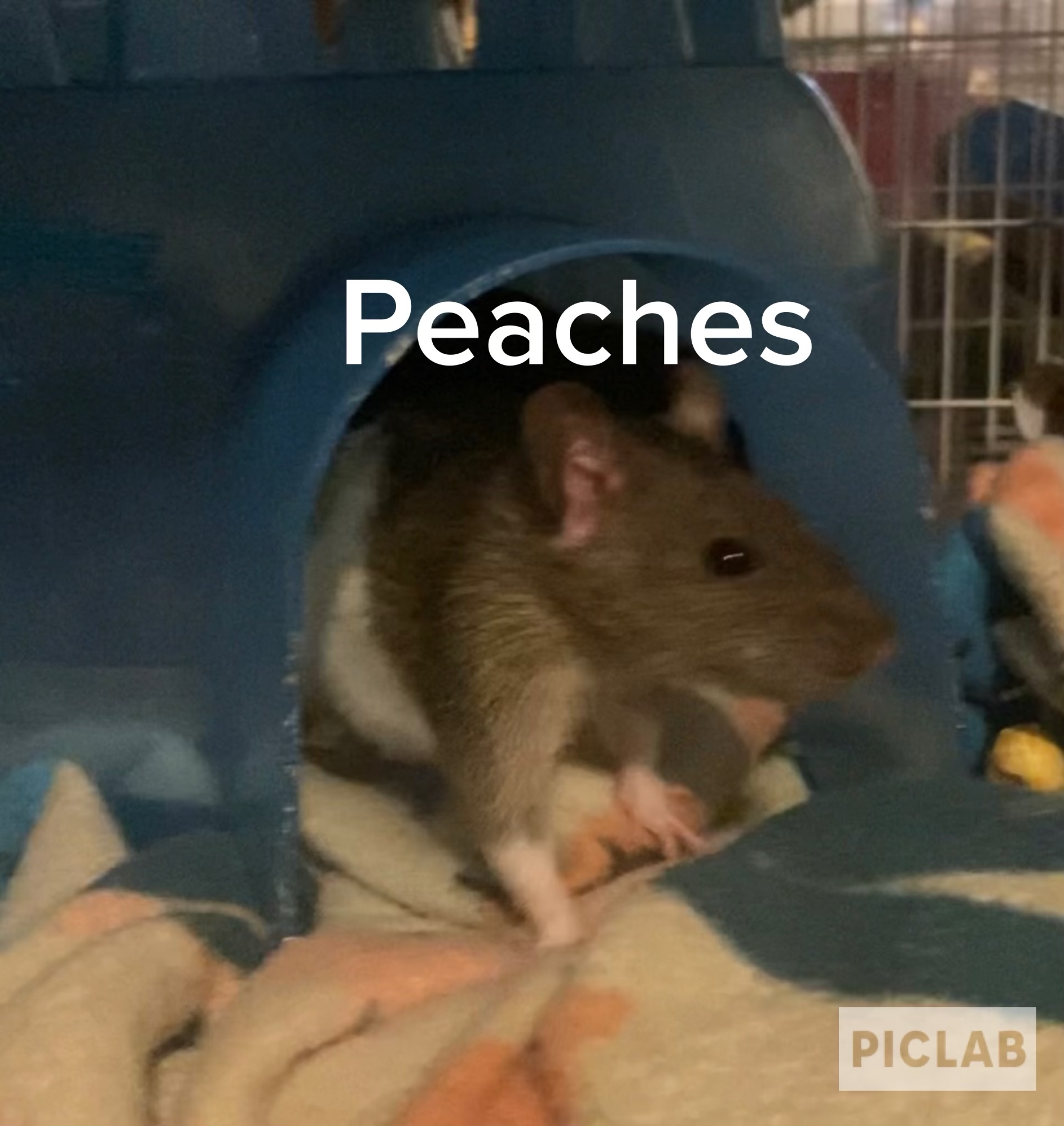Enlarge Peaches, a Adopted Rat in Scottsdale, AZ image 1/2