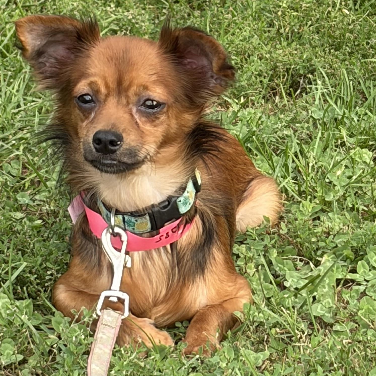 Enlarge JJ (Jason), a Adoptable mixed breed in West Grove, PA image 3/3