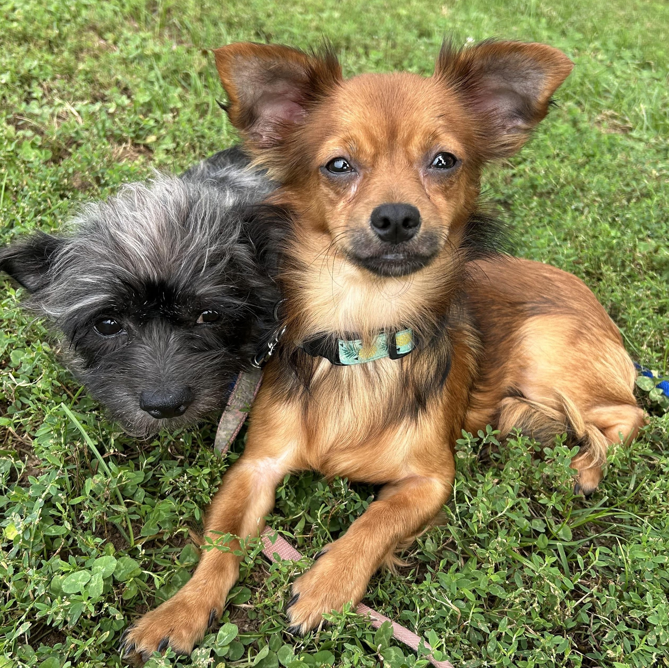 JJ (Jason), Adoptable, Puppy Male Chihuahua & Dachshund (Miniature Long Haired).