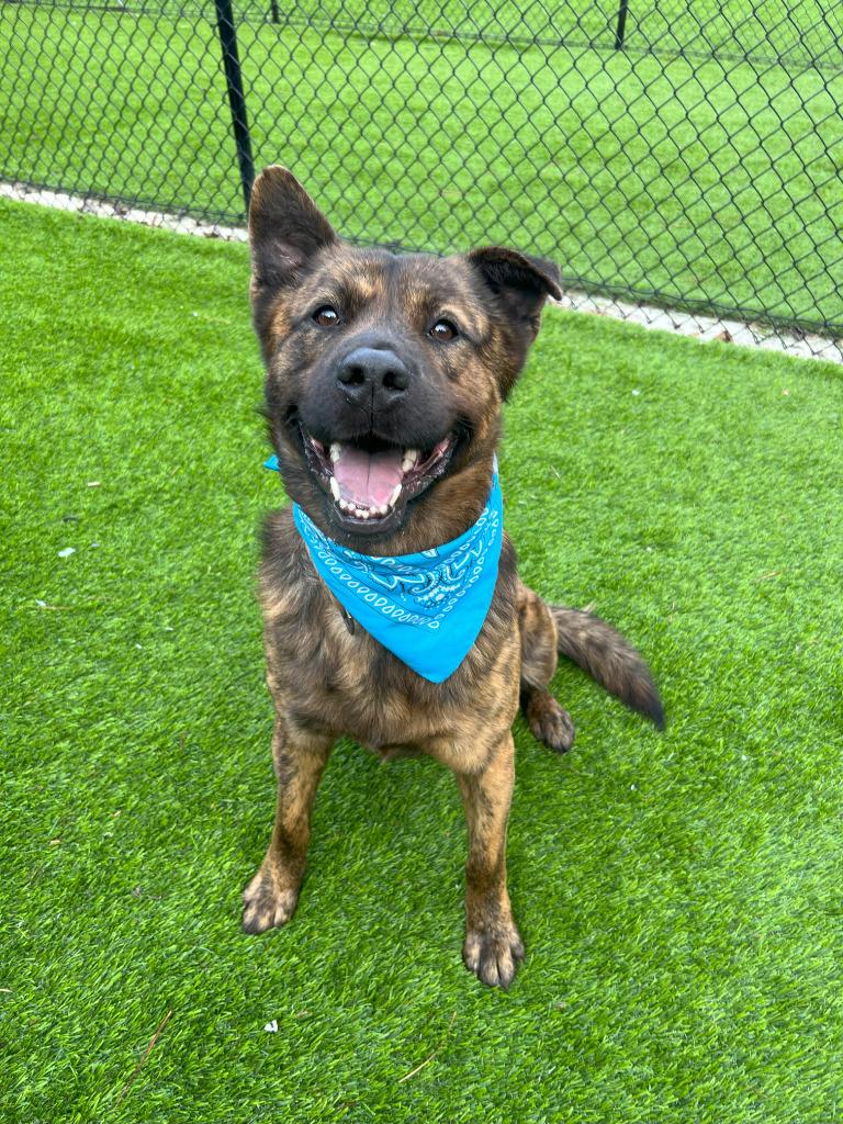 Fitz, Adoptable, Adult Male Mixed Breed.