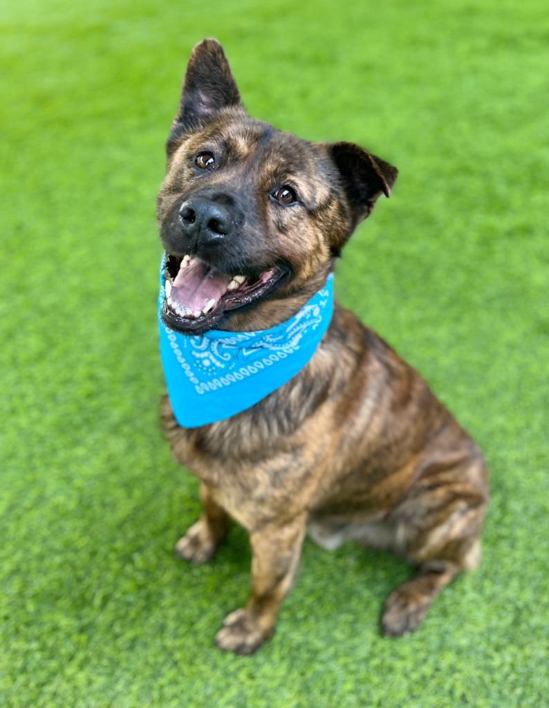 Enlarge Fitz, a Adoptable mixed breed in Ellijay, GA image 3/3