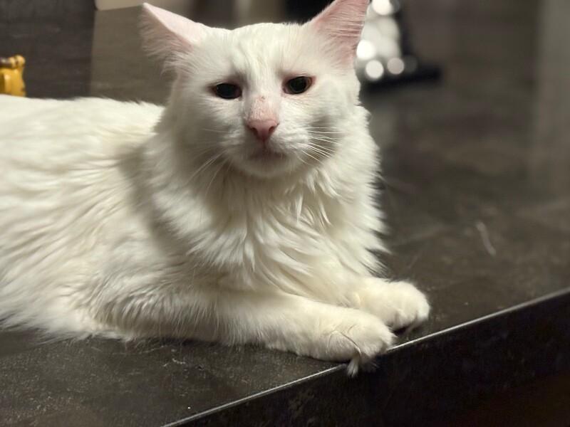 Bruno, a Adoptable Domestic Long Hair in Belton, MO image 1/6