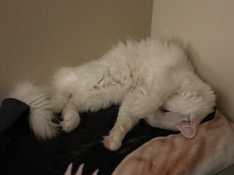 Bruno, a Adoptable Domestic Long Hair in Belton, MO image 2/6