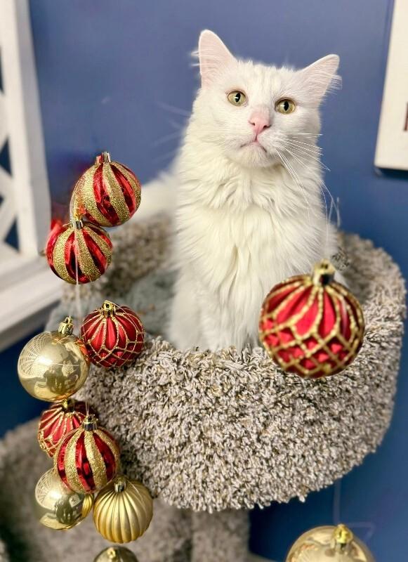 Bruno, a Adoptable Domestic Long Hair in Belton, MO image 3/6