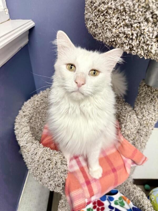 Bruno, a Adoptable Domestic Long Hair in Belton, MO image 4/6