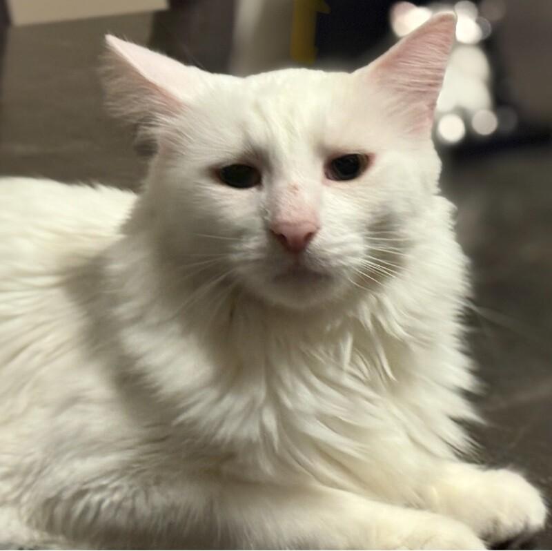 Bruno, a Adoptable Domestic Long Hair in Belton, MO image 5/6