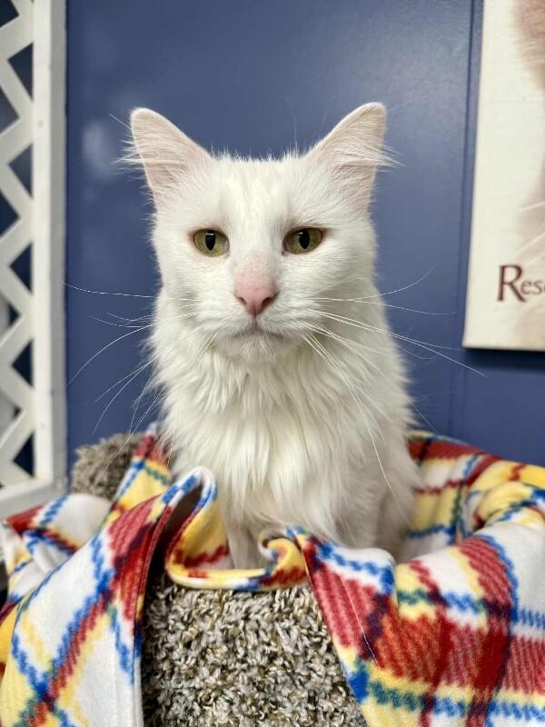 Bruno, a Adoptable Domestic Long Hair in Belton, MO image 6/6