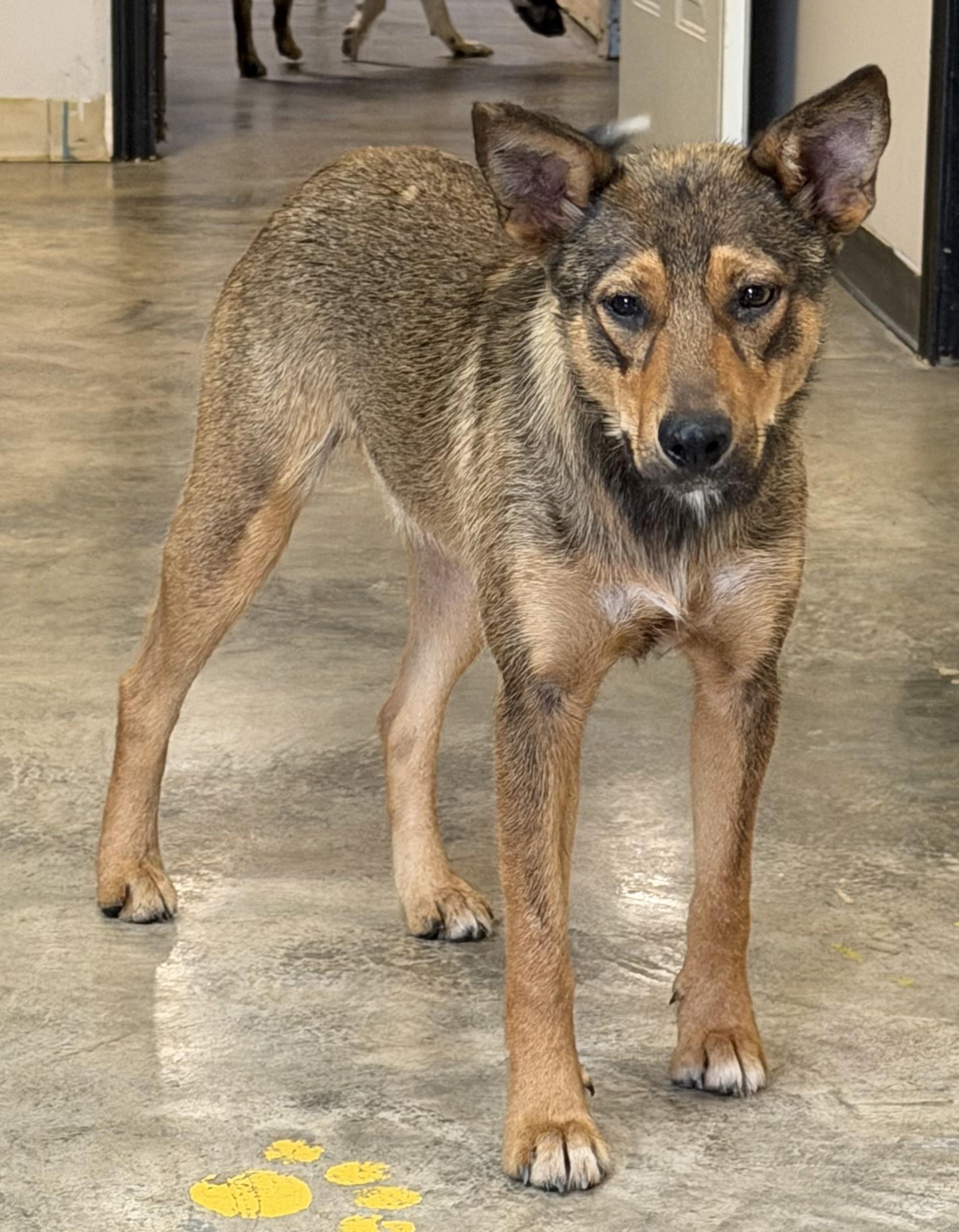 Enlarge Kaliska, a ADOPTABLE mixed breed in Grove, OK image 2/4