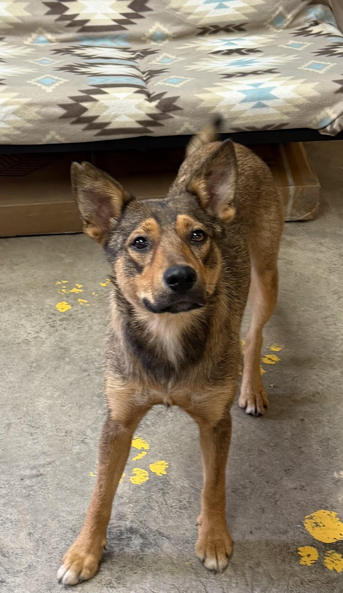 Enlarge Kaliska, a ADOPTABLE mixed breed in Grove, OK image 3/4