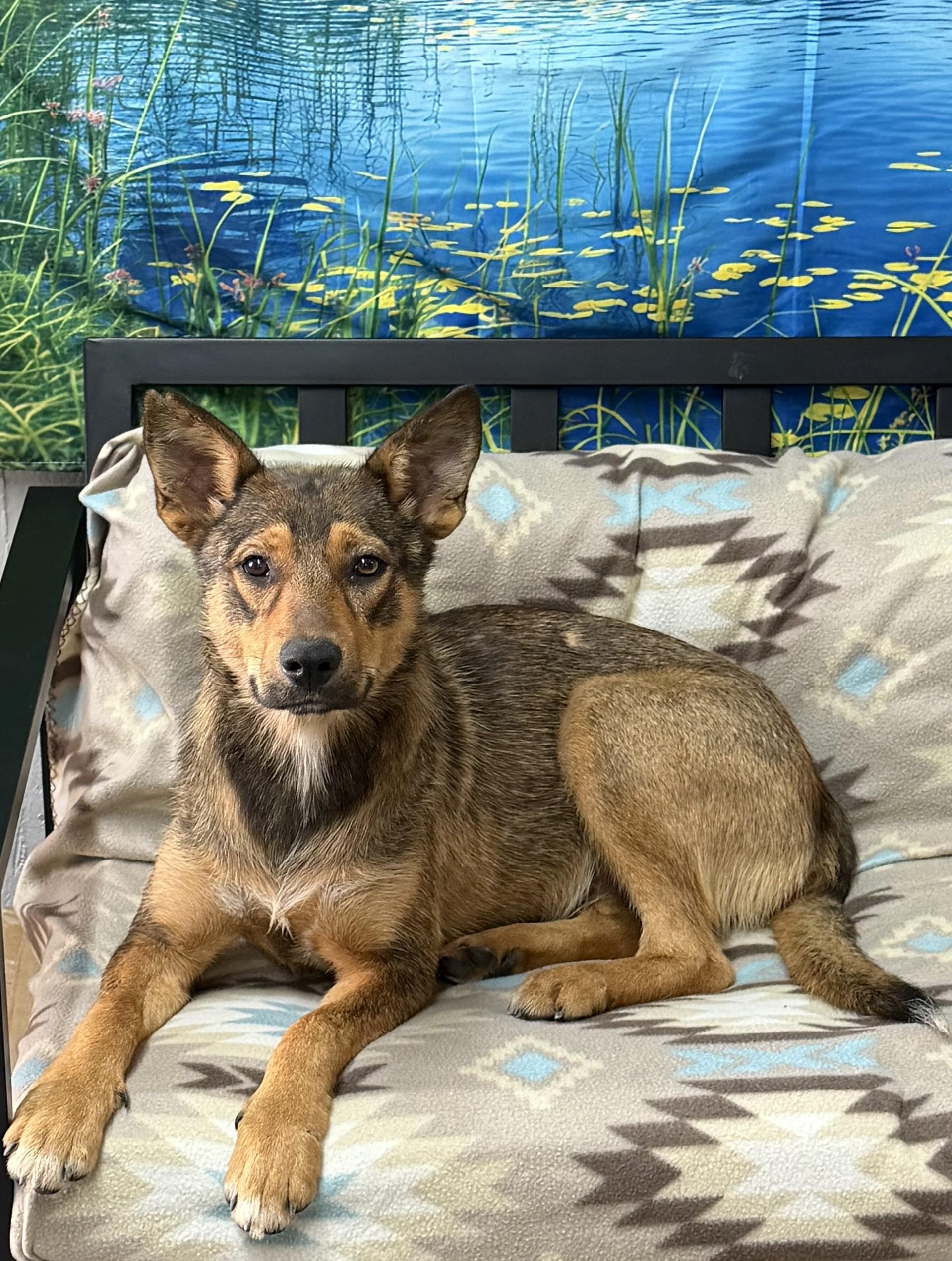 Enlarge Kaliska, a ADOPTABLE mixed breed in Grove, OK image 1/4