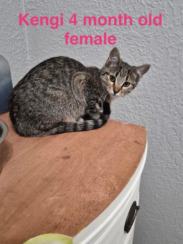 Kengi, Adoptable, Kitten Female Domestic Short Hair.