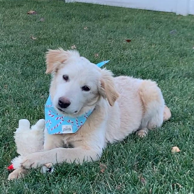 LUCINDA, Adoptable, Puppy Female Spaniel & Terrier.