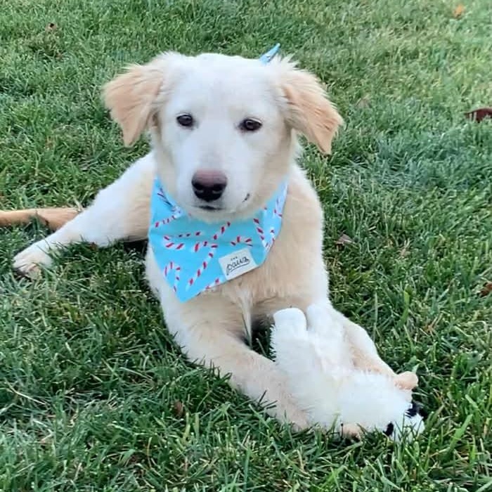 Enlarge LUCINDA, an adopted mixed breed in Evansville, WI image 3/3