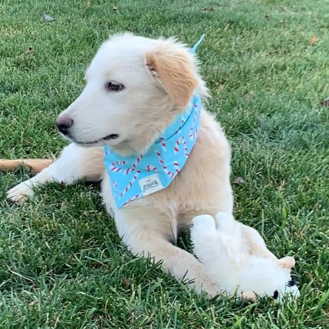 Enlarge LUCINDA, an adopted mixed breed in Evansville, WI image 2/3