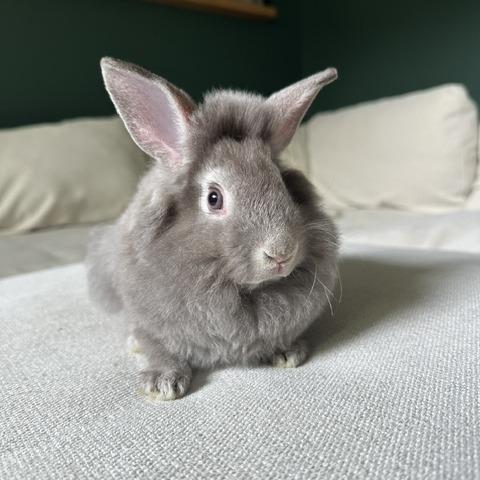 Thimble--In Foster, Adoptable, Baby Male Rex.