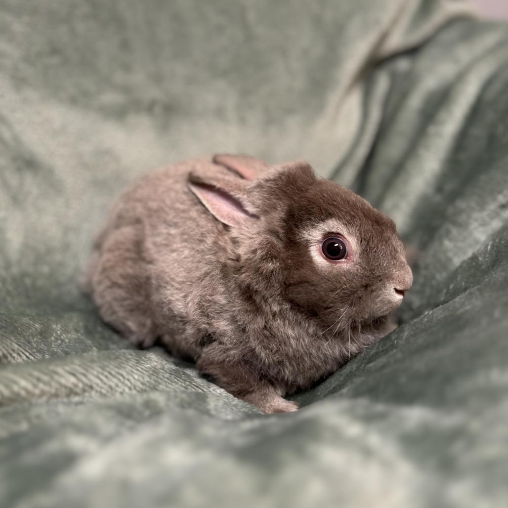 Enlarge Thimble--In Foster, a Adoptable Rex in Fargo, ND image 2/4