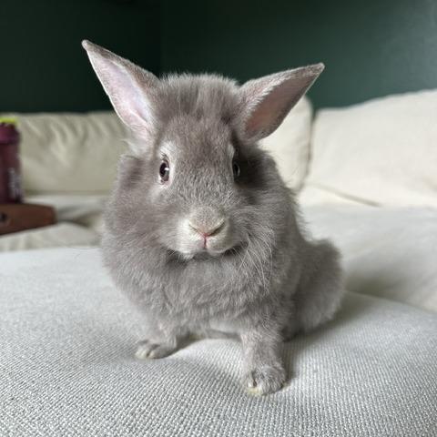 Enlarge Thimble--In Foster, a Adoptable Rex in Fargo, ND image 3/4