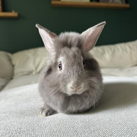 Enlarge Thimble--In Foster, a Adoptable Rex in Fargo, ND image 4/4