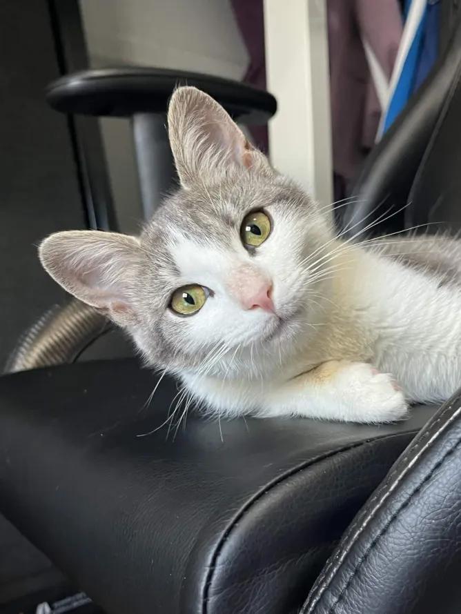 Enlarge Catalie Portman, an adopted Domestic Short Hair in Weehawken, NJ image 6/6