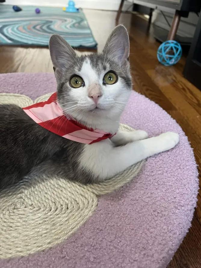 Enlarge Catalie Portman, an adopted Domestic Short Hair in Weehawken, NJ image 4/6