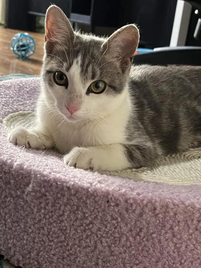 Enlarge Catalie Portman, an adopted Domestic Short Hair in Weehawken, NJ image 3/6