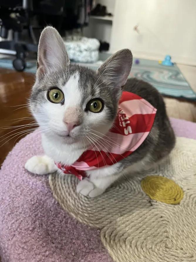 Enlarge Catalie Portman, an adopted Domestic Short Hair in Weehawken, NJ image 2/6