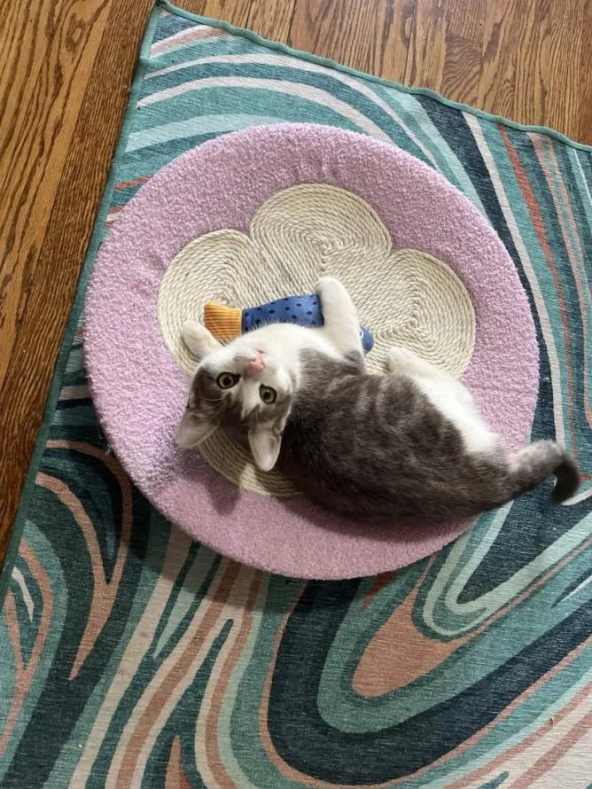 Enlarge Catalie Portman, an adopted Domestic Short Hair in Weehawken, NJ image 5/6