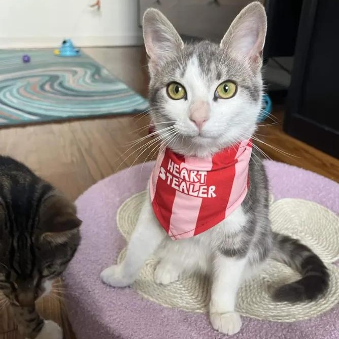 Enlarge Catalie Portman, an adopted Domestic Short Hair in Weehawken, NJ image 1/6