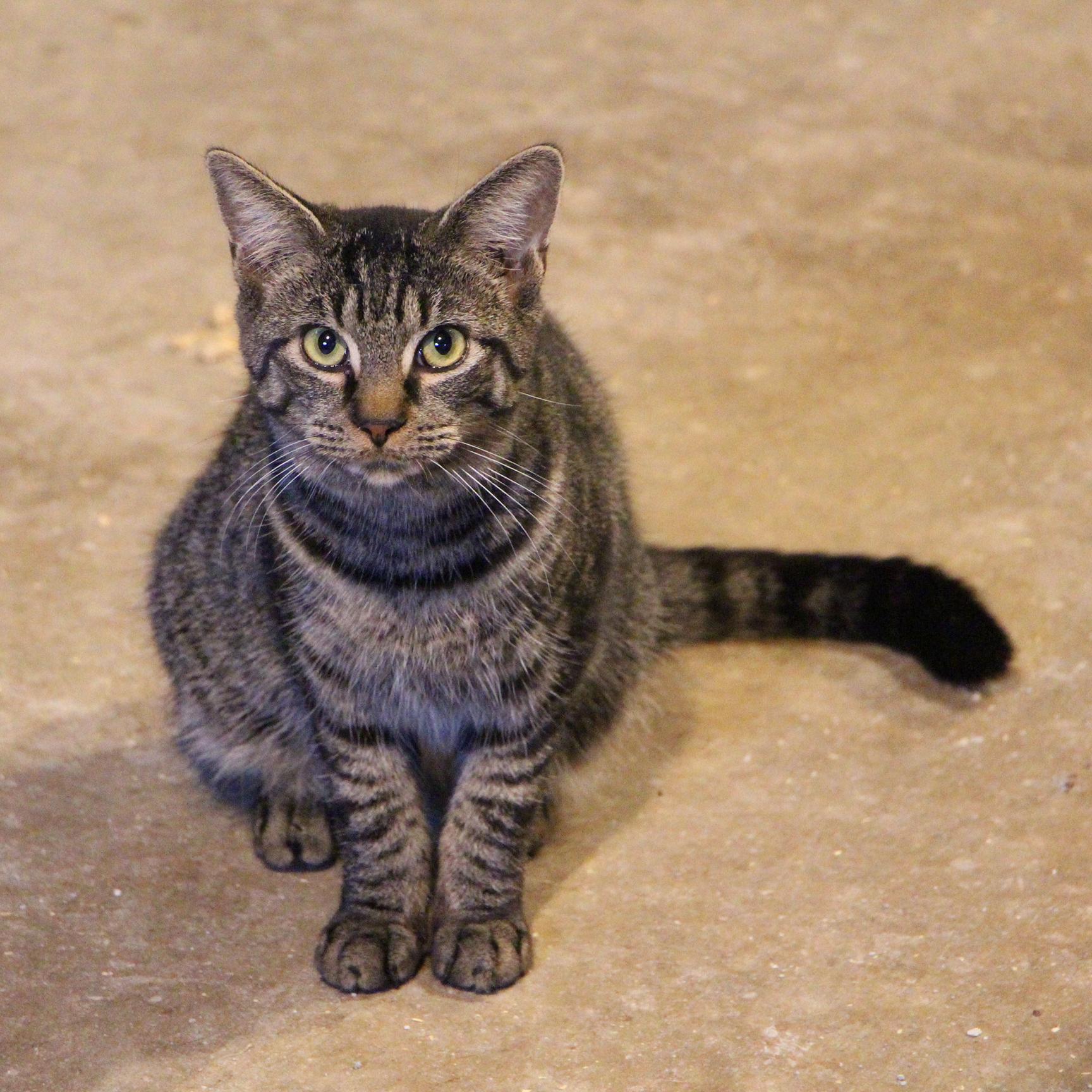 Cherry, Adoptable, Young Female Tabby & Domestic Short Hair.