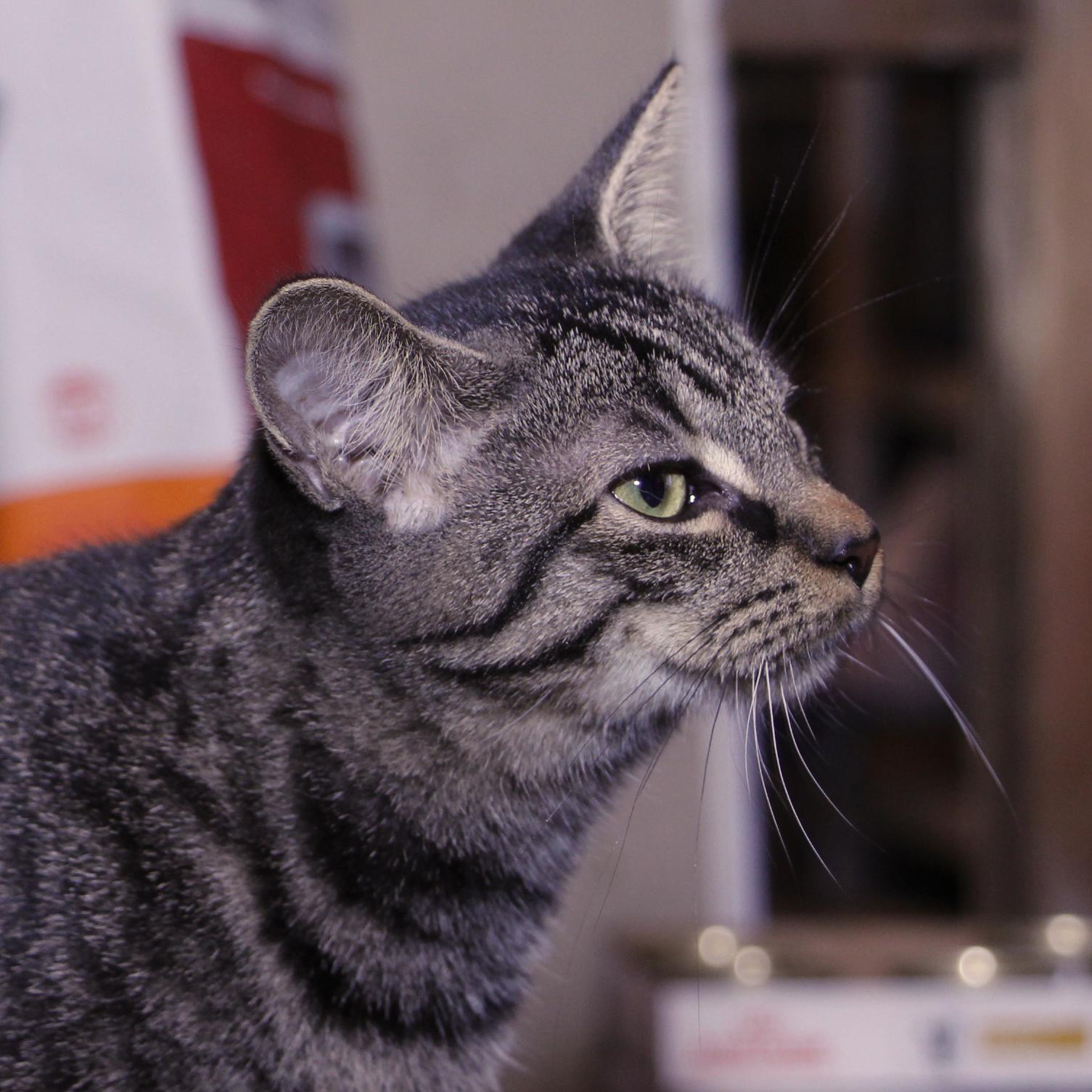 Enlarge Cherry, a Adoptable mixed breed in Harrisburg, PA image 5/6