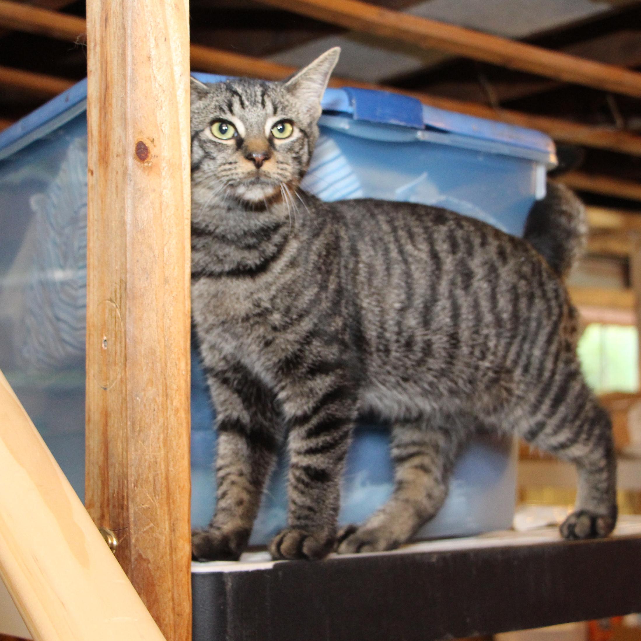 Enlarge Cherry, a Adoptable mixed breed in Harrisburg, PA image 6/6