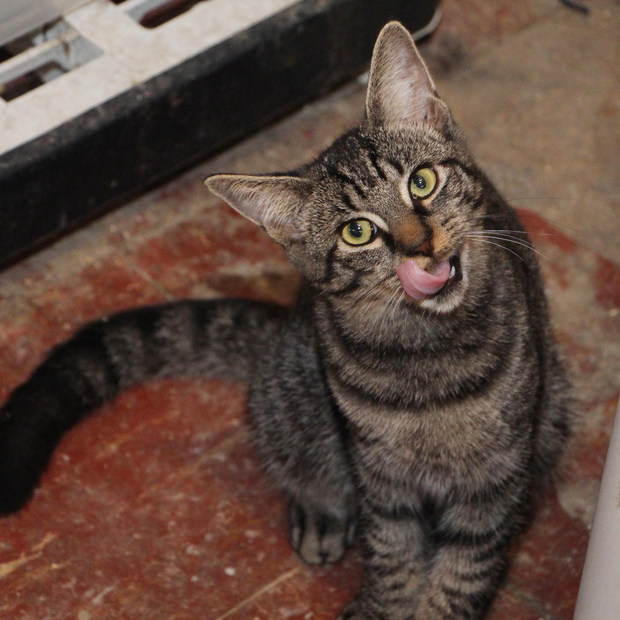 Enlarge Cherry, a Adoptable mixed breed in Harrisburg, PA image 3/6