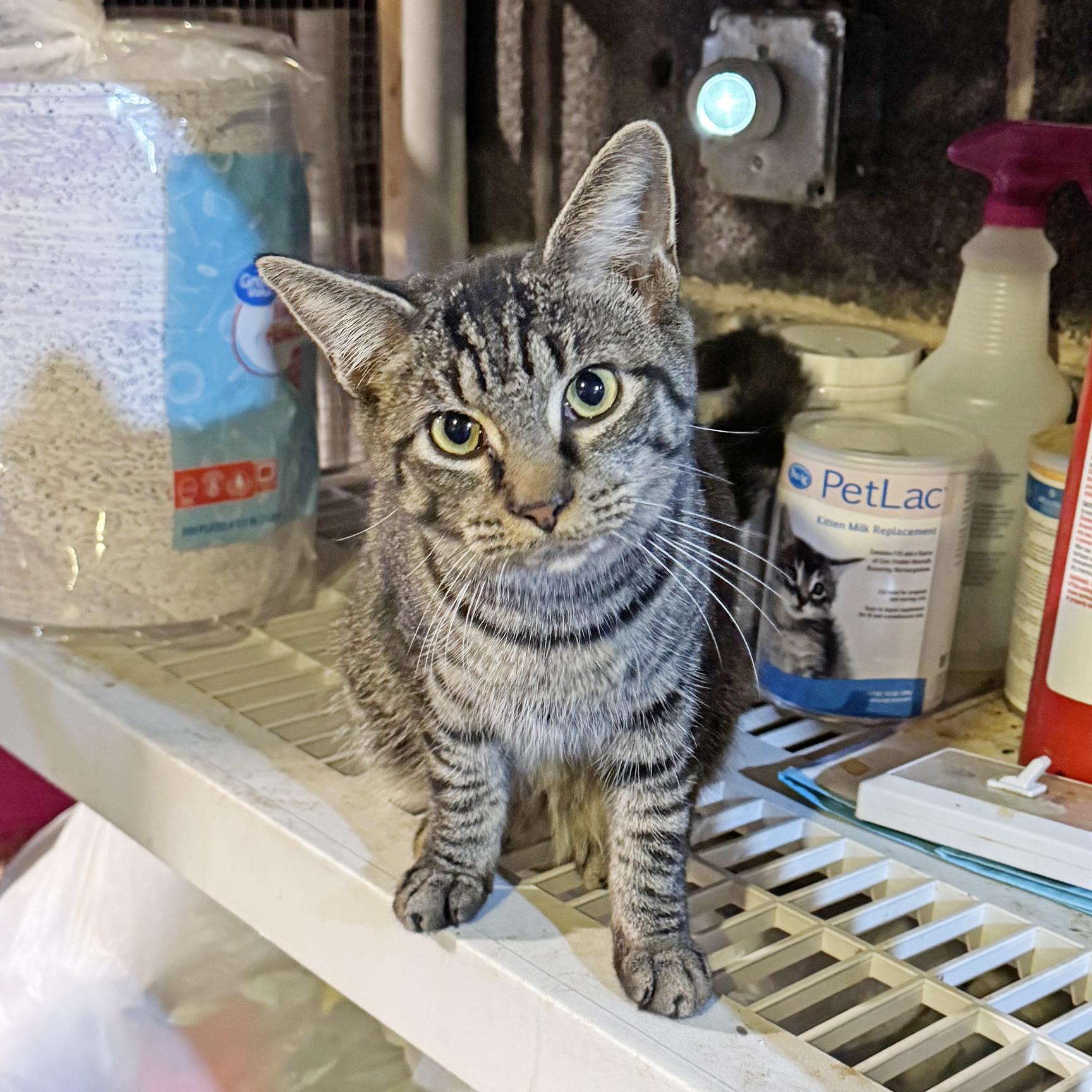 Enlarge Cherry, a Adoptable mixed breed in Harrisburg, PA image 4/6