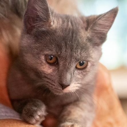 Crackers DAINTY and SO SWEET, ADOPTABLE, Kitten Female Dilute Calico.