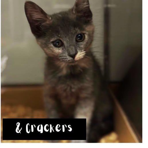 Crackers DAINTY and SO SWEET, a ADOPTABLE Dilute Calico in Bethel, CT image 2/2